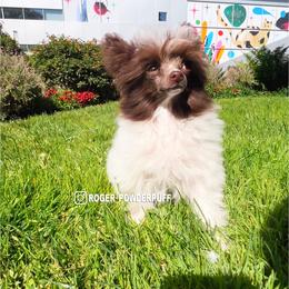 Chinese Crested Puppies from Lucky Star Chinese Crested Dog