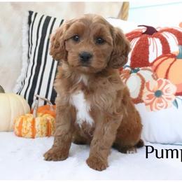 Pumpkin - Apricot female Goldendoodle puppy in Swartz Creek, Michigan from Michigan Doodles