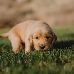 Golden Retriever Puppies from Rocky Mountain Field Goldens