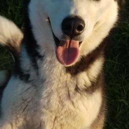 Siberian Huskies from Rough and Rowdy Kennels