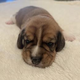 Valentina - Red black and white female Beagle puppy in Brownsboro, Texas from Willow Bark Beagles