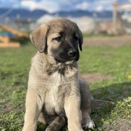 Anatolian Shepherd Dog Puppies from Wild Rooster Family Farm – AKC Anatolian Shepherd Breeder, OFA Health Tested