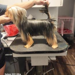 Burrito - Yorkshire Terrier