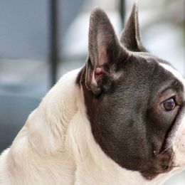 French Bulldogs and Pembroke Welsh Corgis from Drea M Companion Puppies