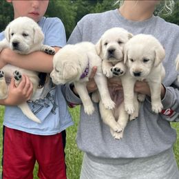Labrador Retrievers from Hite’s Labs