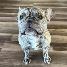 French Bulldogs from Papi Puppies