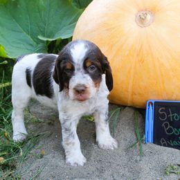 Boy 3 - Liver white and tan male English Springer Spaniel puppy in Bremerton, Washington from Huntin' Buddies