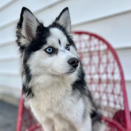 Kaci - Pomsky