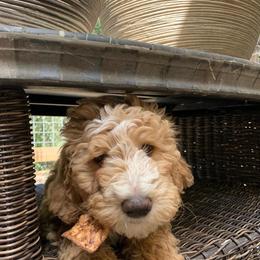 Goldendoodle Puppies from Lundee Doodles