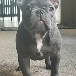 French Bulldogs from River City Elite Frenchies LLC