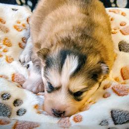 Jenu - Tri-color male Pomsky puppy in Blackfoot, Idaho from Snake River Pomskys