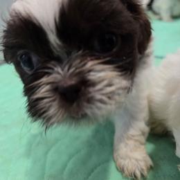 Charlie - Chocolate male Shih Tzu puppy in Carthage, Missouri from Cooley's Cuddle Pups