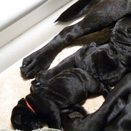 Labrador Retriever Puppies from Shadowfax Labradors