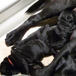 Labrador Retriever Puppies from Shadowfax Labradors