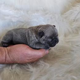 French Bulldog Puppies from True Joy French Bulldogs