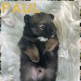 Paul - Tri-colored male Pomeranian puppy in Sandia, Texas from Broken Arrow Poms