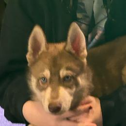 Clyde - Red and white male Siberian Husky puppy in Wheeling, West Virginia from Powells Huskies