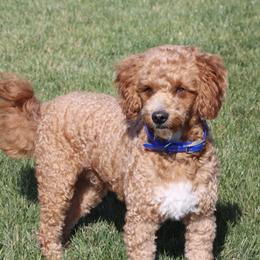 Lincoln - Goldendoodle