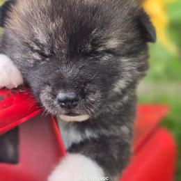 Boy 2 - Brindle male Japanese Akitainu puppy in Payson, Utah from Havoc Akitas