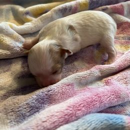 Chihuahua Puppies from Hawk's Eye Homestead