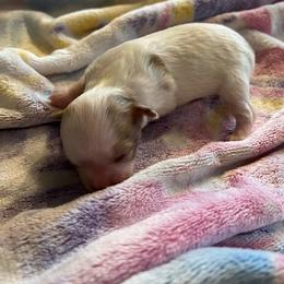 Chihuahua Puppies from Hawk's Eye Homestead