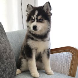 Lavender - Pomsky