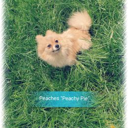 Peaches - Pomeranian