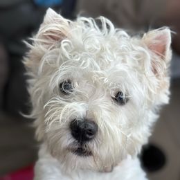 Teddy - West Highland White Terrier