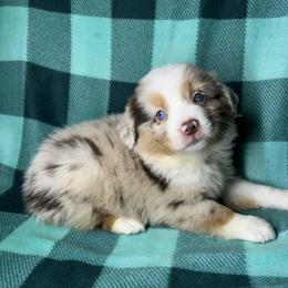 Ollie - Red merle male Miniature Australian Shepherd puppy in Hokes Bluff, Alabama from Alegria Toy Aussies
