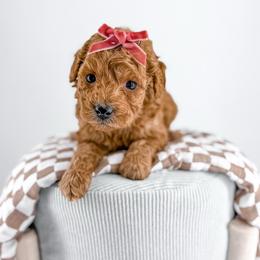 Sherpa - Apricot female Goldendoodle puppy in Jamestown, Kentucky from Milk & Honey Doodles