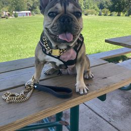 Roxxy - French Bulldog