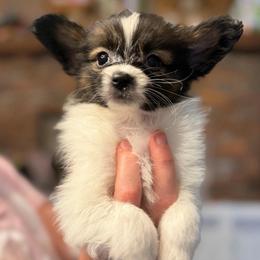Rocket - White and sable male Papillon puppy in Coatesville, Indiana from Wendy’s Wings