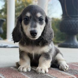 Willow (No breeding homes allowed) - Blue and cream female Dachshund puppy in Fayetteville, North Carolina from RRD
