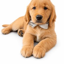 Bentley - Golden male Golden Retriever puppy in Chicago, Illinois from Urbane Retrievers