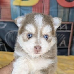 Violet-3500 - Lavender female Pomsky puppy in Spring Hill, Florida from www.PuppyTimeEmporium.com
