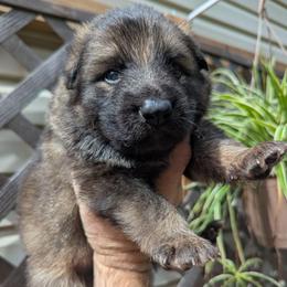 Solo - Black and silver male German Shepherd puppy in Olean, New York from F&B Kennels