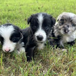 Border Collie puppies from Cross K Working Collies