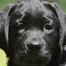 Labrador Retrievers from Champion K9