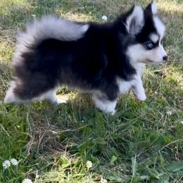 Boo Kitty - Black and white female Pomsky puppy in Salem, Oregon from Dollhouse Pomskies