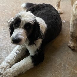 Macy - Sheepadoodle