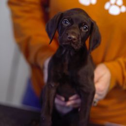 German Shorthaired Pointer Puppies from Aisling