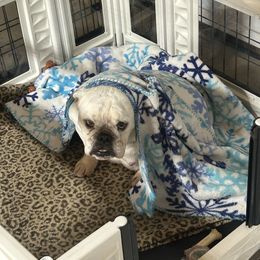 Bulldog puppies from Pitts Kennel