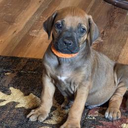 Jabari - Rd whtn blk nose male Rhodesian Ridgeback puppy in Gaffney, South Carolina from Circle D Farms