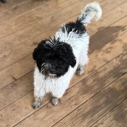 Eddie - Black and white male Assorted Doodle Crosses puppy in Arlington, Washington from Doodle Love Laugh