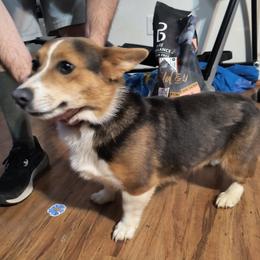 Blue - Cardigan Welsh Corgi
