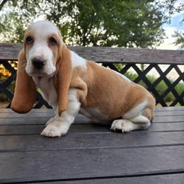 Bailey - Red and white female Basset Hound puppy in Denison, Texas from Emma Lou's Baby Bassets