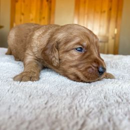 Jasmine - Golden female Golden Retriever puppy in Wellington, Colorado from High Country Golden Retrievers