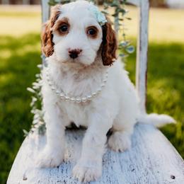 Daphne - Parti female Goldendoodle puppy in Old River Winfree, Texas from RadDoodles