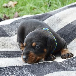 Styx - Black and rust male Doberman Pinscher puppy in Toney, Alabama from Bhon Mhuir Dobermanns