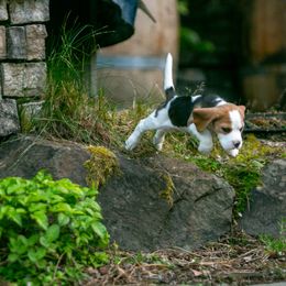 Beagle and Cavalier King Charles Spaniel Puppies from Kazuri Beagles and Cavaliers